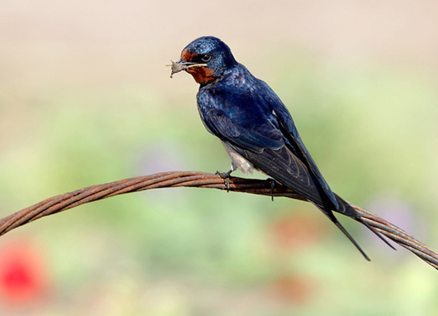 hirondelle de cheminée