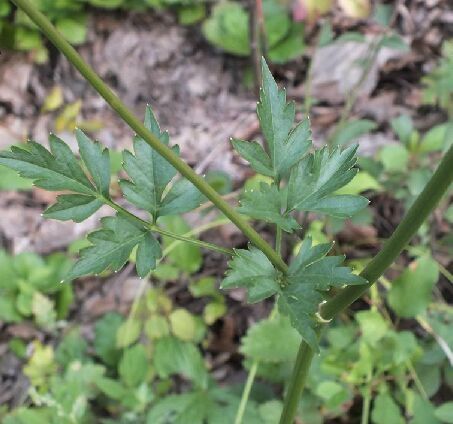  p>大齿山芹(学名: i>ostericum grosseserratum /i>  (maxim.