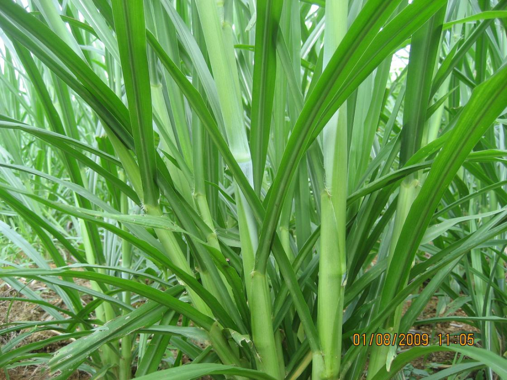  p>象草(学名: i>pennisetum purpureum /i> schum.