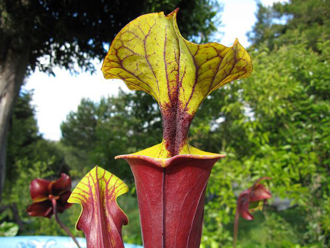  p>红管黄瓶子草( i>sarracenia flava var.