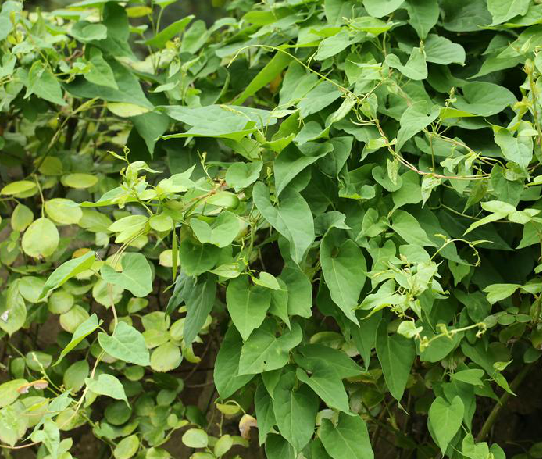  p>夜交藤,中药名.