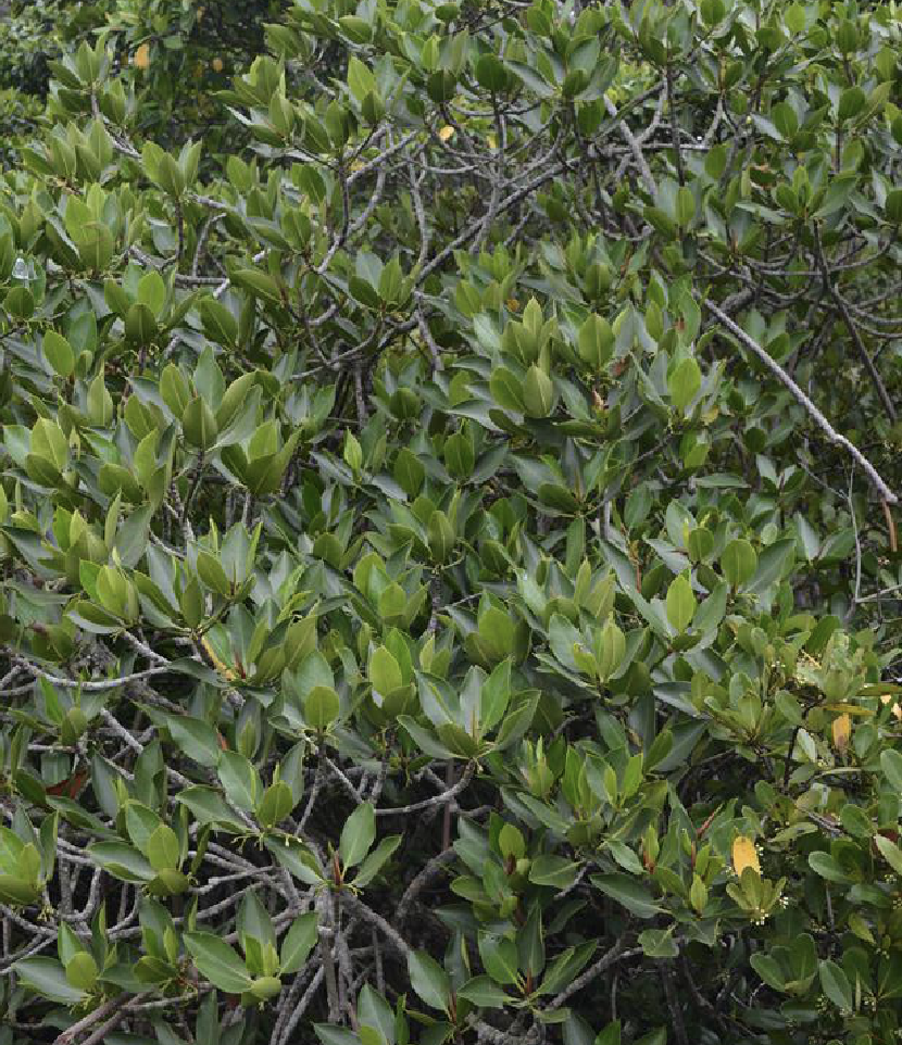是红树科红树属的植物.