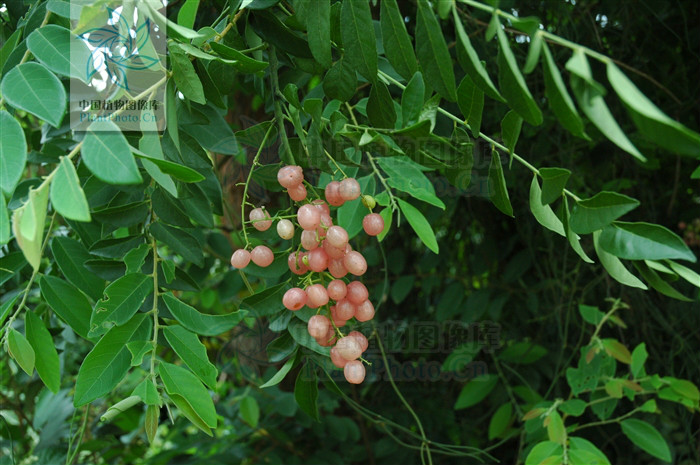  p>假黄皮(学名: i>clausena excavata  /i> burm.f.