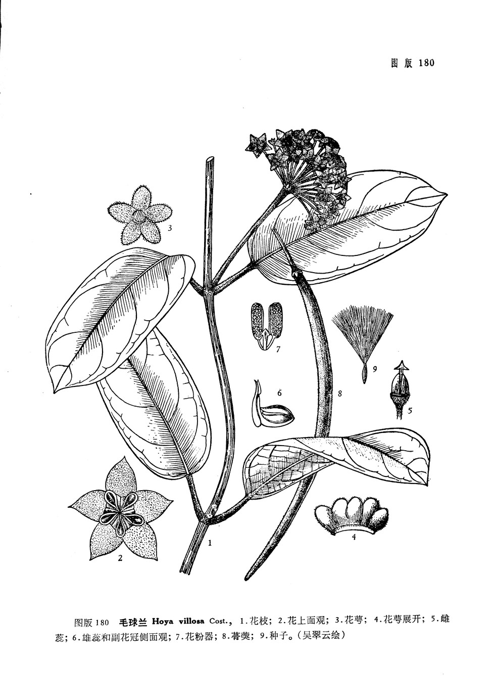  p>毛球兰(拉丁学名: i>hoya villosa /i> cost.