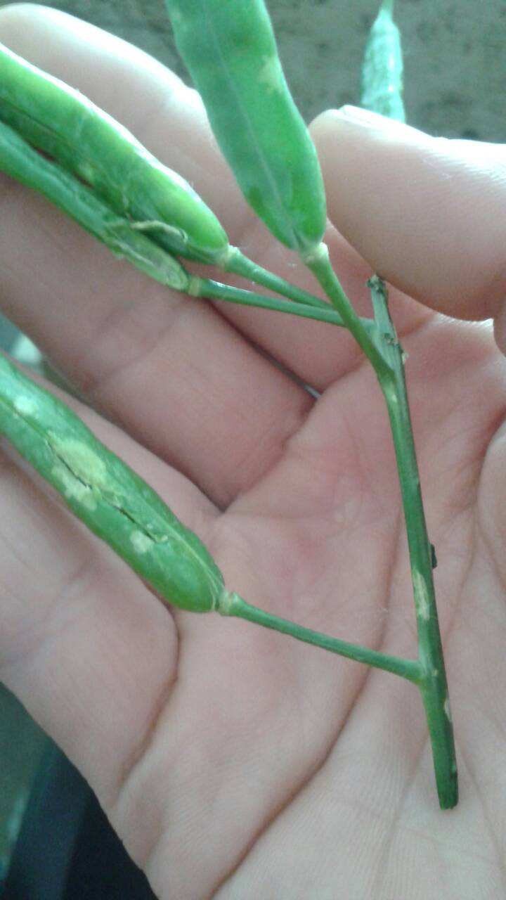  p data-id="gnx41slcn8">角果常分为长角果