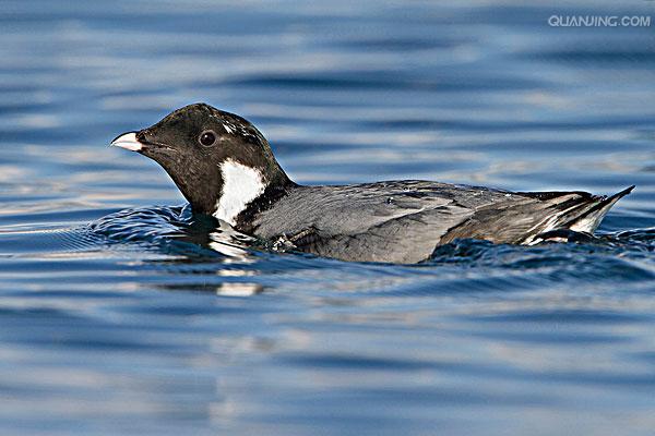  p>扁嘴海雀(学名: i>synthliboramphus antiquus /i>)全长约25厘米.