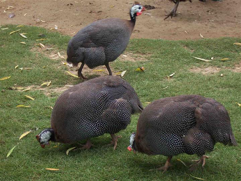  p>白珠鸡全身羽毛纯白色,皮肤颜色较盔顶珠鸡浅全身羽毛纯白色,皮肤