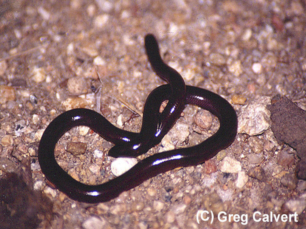  p>白尾双足蜥,双足蜥科双足蜥属物种,形似蚯蚓,通身被以覆瓦状排列的