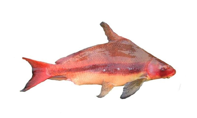  p>胭脂鱼(学名: i>myxocyprinus asiaticus /i>)是胭脂鱼科,胭脂鱼属