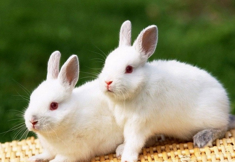 四川白兔