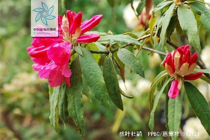  p>桃叶杜鹃(学名: i>rhododendron annae franch /i>.