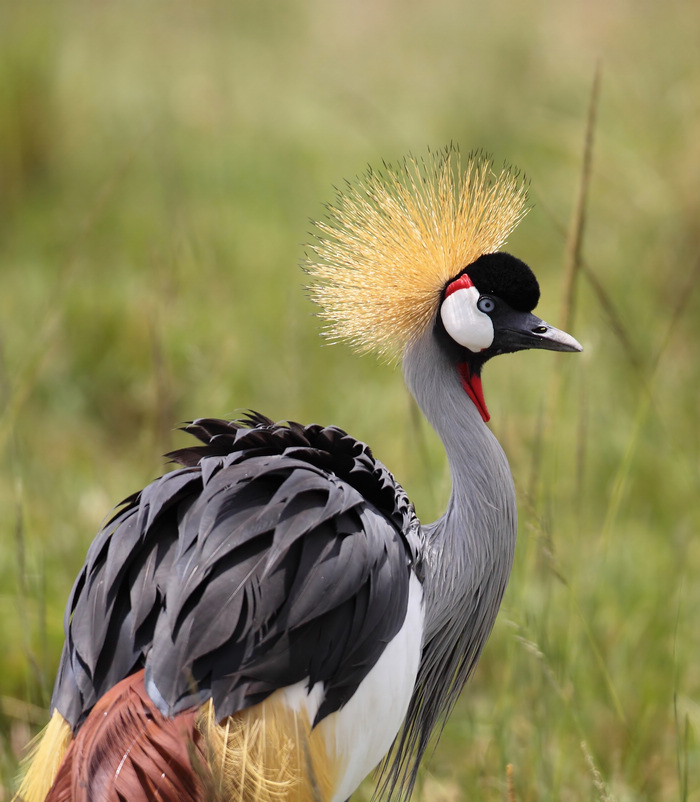  p>非洲戴冕鹤是一种大型鹤类,身高1~1.2米左右,体重约3.