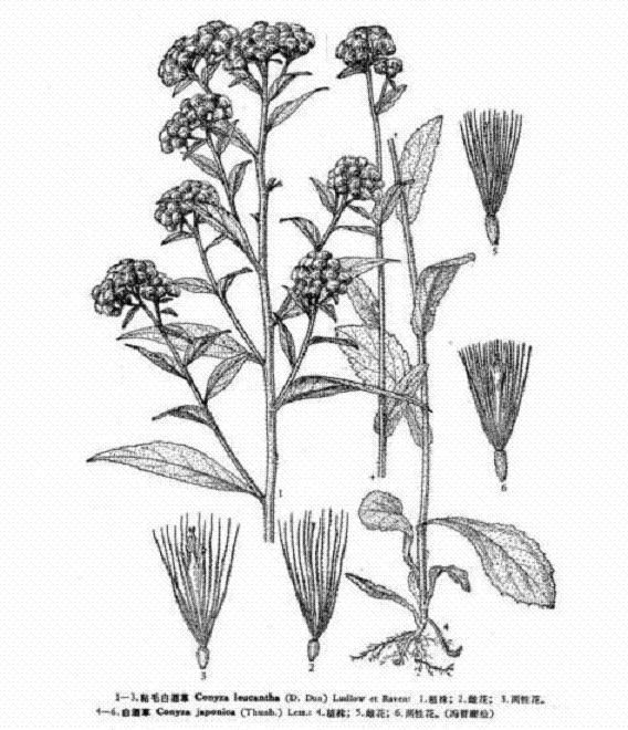  p>粘毛白酒草( a target="_blank" href="/item/学名/8074290" data