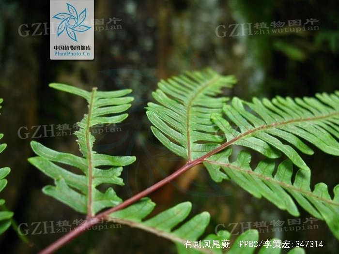 有刺凤尾蕨