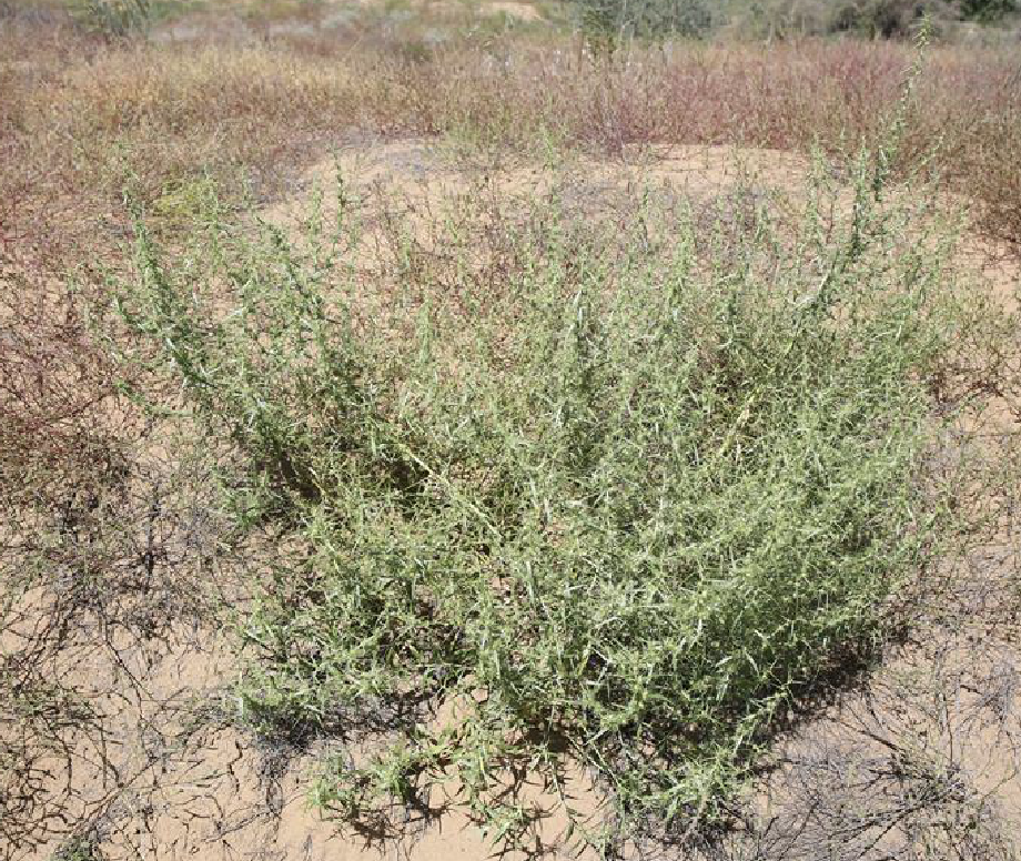  p>沙蓬(学名: i>agriophyllum squarrosum /i> (l.) moq.