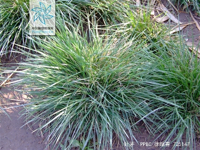 stipa capillata l.