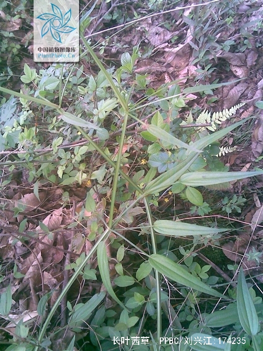  p>长叶茜草,龙胆目茜草科植物,高达1米,全株无毛,有小皮刺.