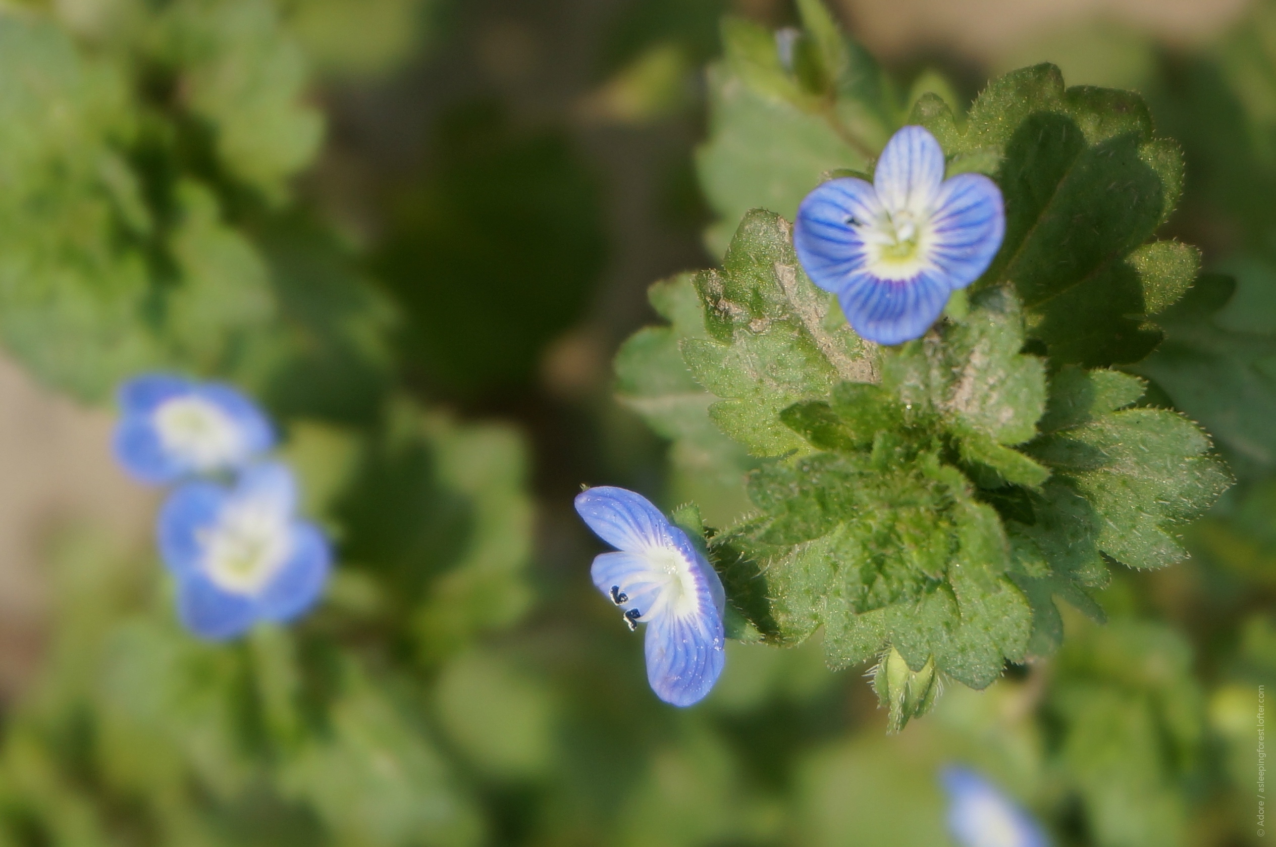  p>阿拉伯婆婆纳 (学名: i>veronica persica /i> poir.