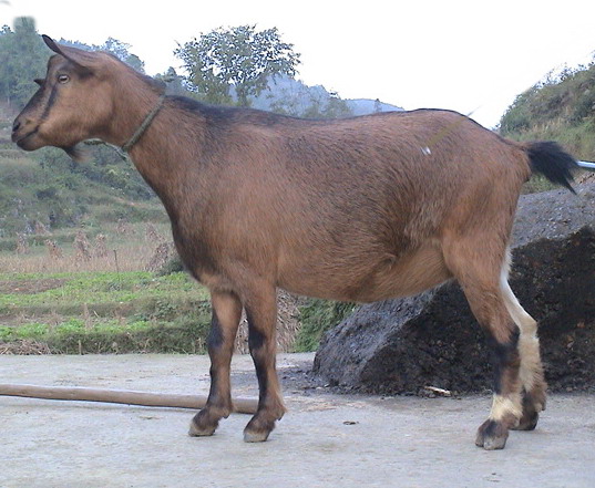  p>四川省古蔺县有一种外形长得怪异的羊,它在《国家地方资源保护品种