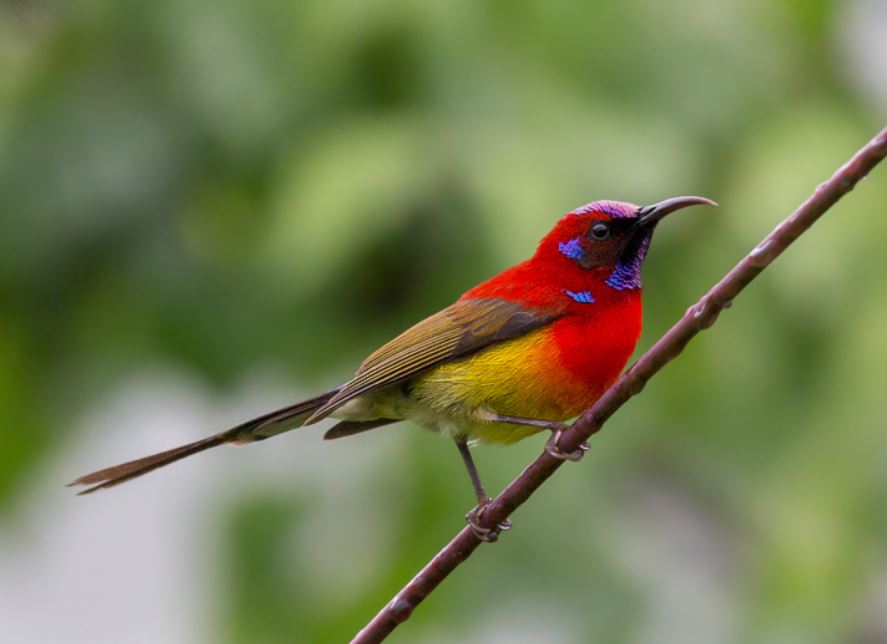  p>蓝喉太阳鸟(学名: i>aethopyga gouldiae /i>):是鸟纲, a target="