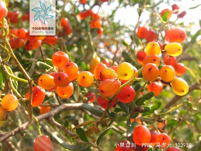 小果白刺