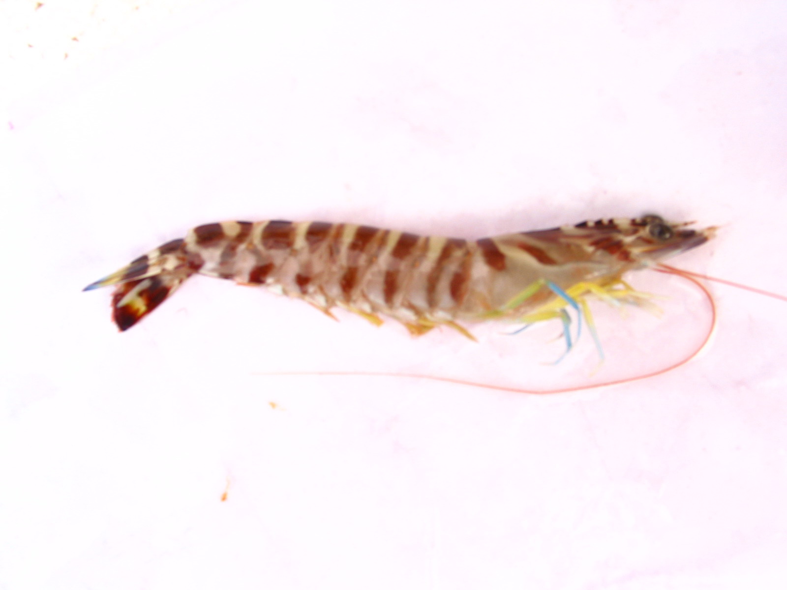  p>日本对虾( i>penaeus japonicus /i>),俗称:花虾, a target="