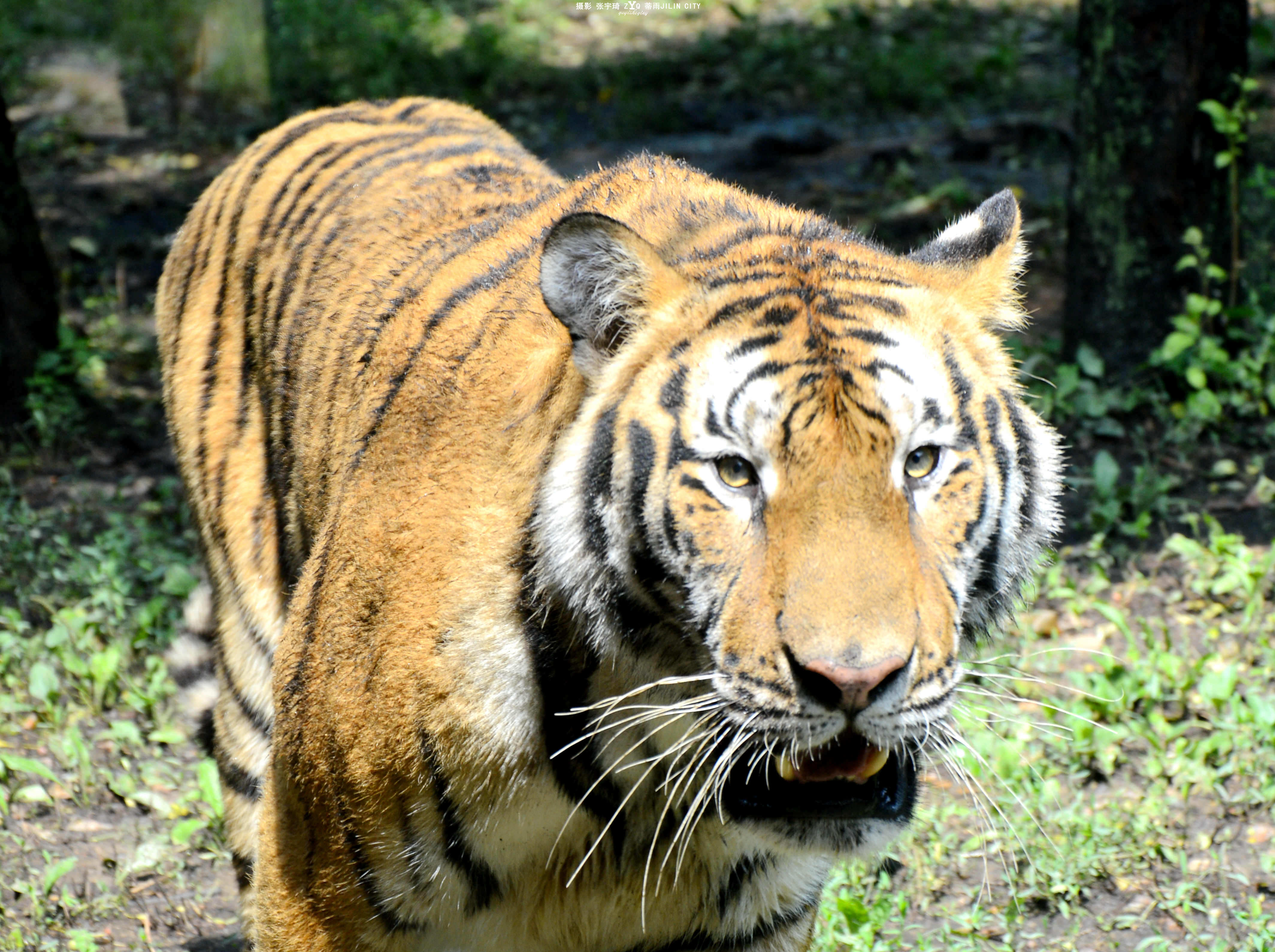 园身位于长春市东南部的净月潭国家级森林公园内,既是以散养东北虎为