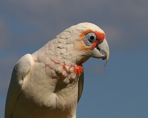  p>长嘴凤头鹦鹉(学名:cacatua tenuirostris)体格粗壮,外型特殊
