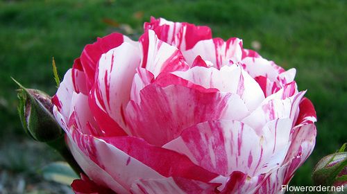  p>糖果条,外文名candy cane,属于蔷薇科植物,来源于法国,花朵呈粉红