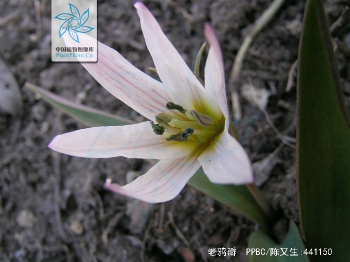 tulipa edulis