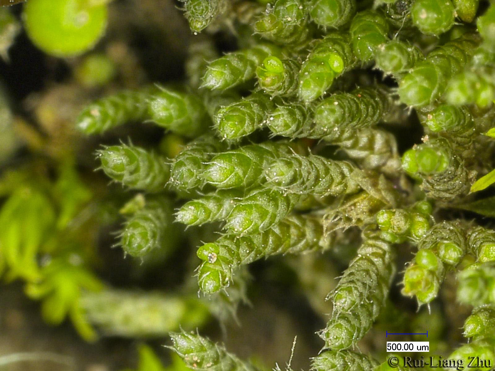  p>孢子囊是植物或真菌制造并容纳 a target="_blank" href="/item