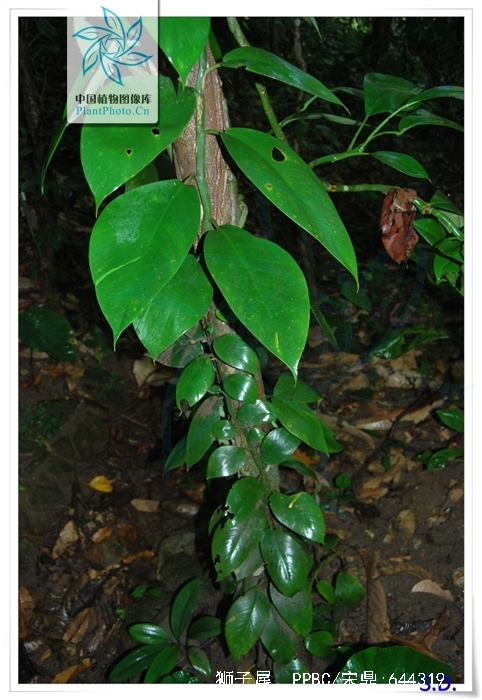  p>狮子尾(学名: i>rhaphidophora hongkongensis  /i>schott),附生藤