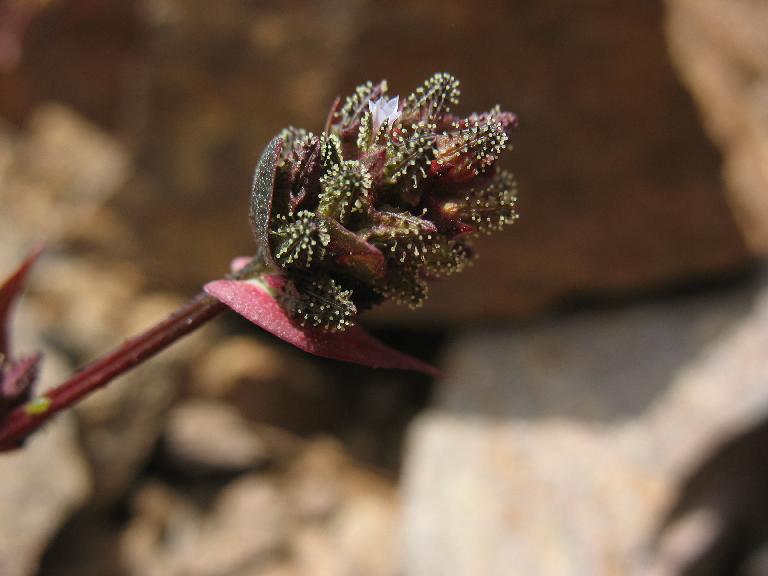  p data-id="gnwny1izak">鸡娃草( i>plumbagel