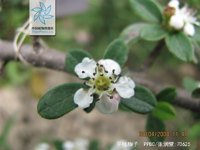 常绿匍匐灌木,枝水平开张成整齐二列状;叶近圆形或宽椭圆形,稀倒卵形