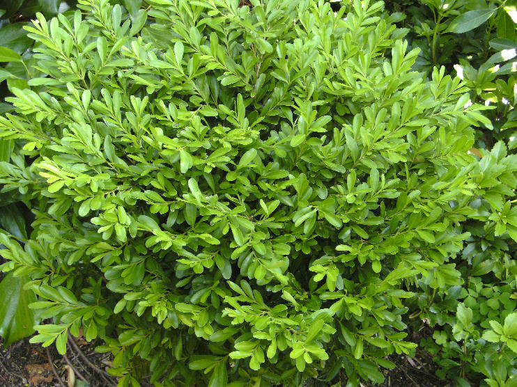  p>雀舌黄杨(学名: i>buxus bodinieri /i>  levl.