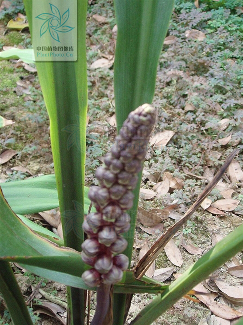  p>长柱开口箭, a target="_blank" href="/item/多年生草本/3514470"