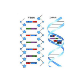 单链DNA_百度百科