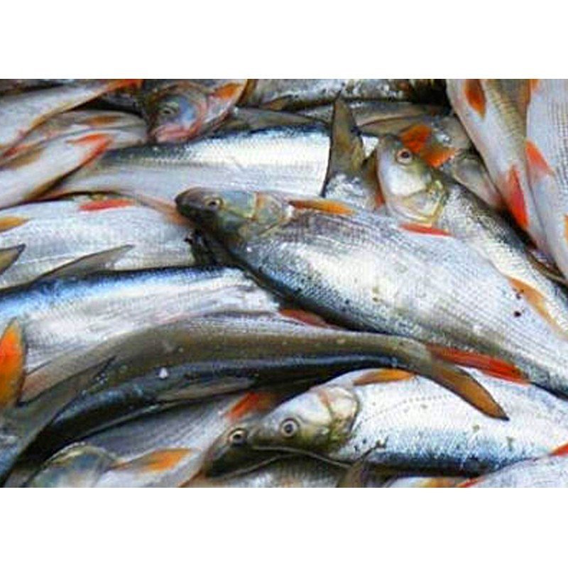  p>红尾鱼,俗称: a target="_blank" href="/item/红尾巴梢">红尾巴梢