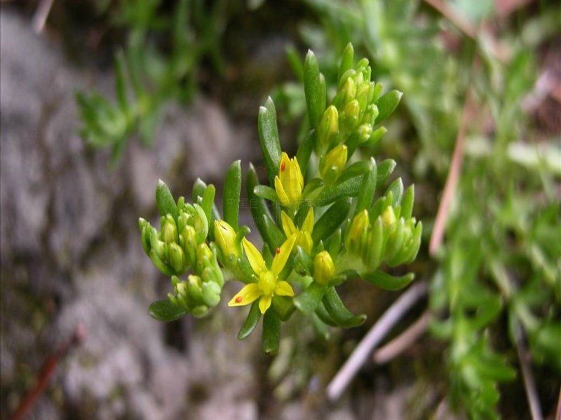  p>细小景天(学名:sedum subtile)是景天科景天属的植物.