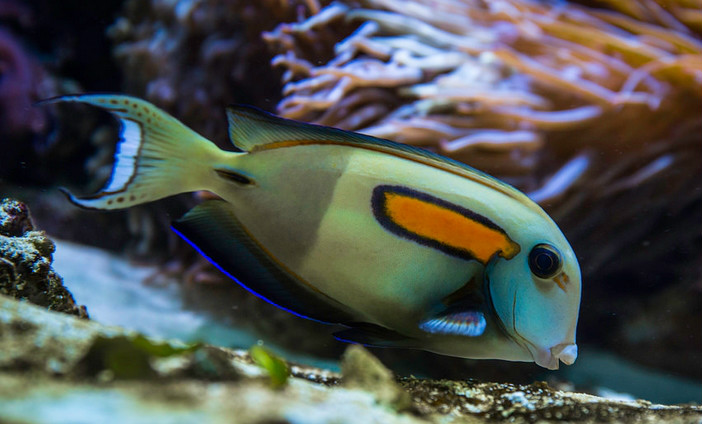  p>橙斑刺尾鱼(学名: i>acanthurus olivaceus /i>),又称一字刺尾鲷