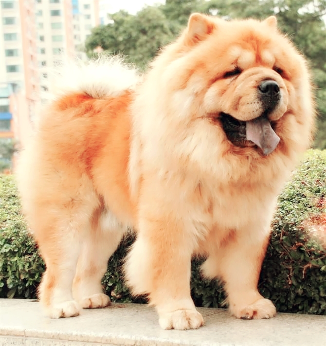  p data-id="gnt4ucamtm">松狮犬是一种非常时髦的宠物和守护犬,原产
