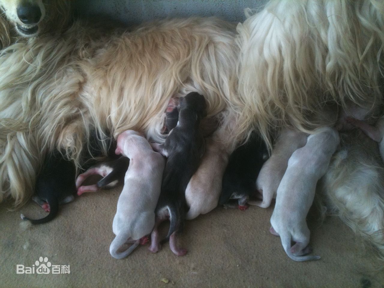 阿富汗犬图片_百度百科