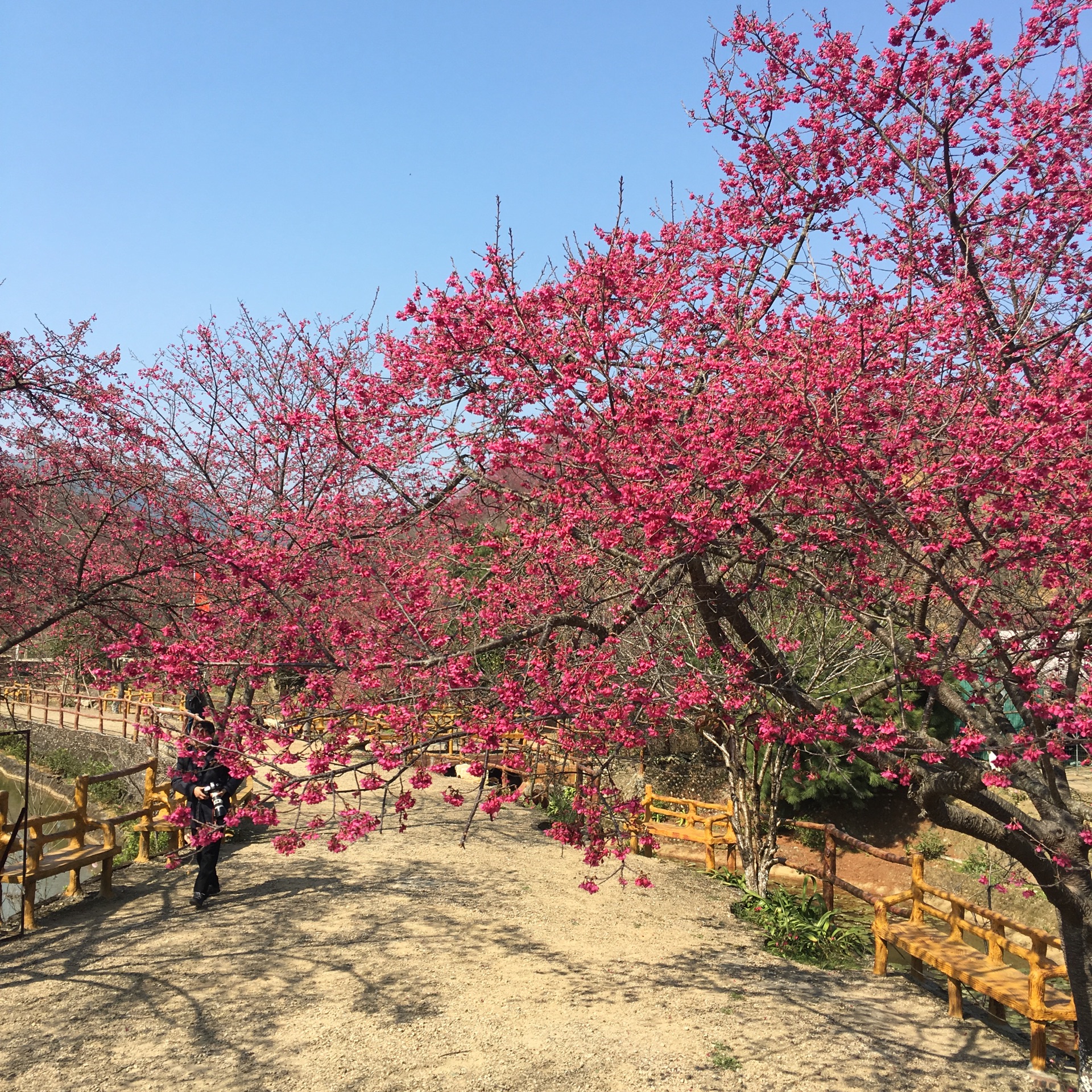 a>新丰县黄礤镇杰荣樱花峪,总面积800多亩,樱花谷已成为广东规模最大