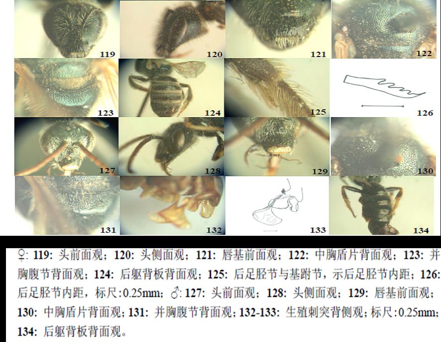 暗红腹隧蜂