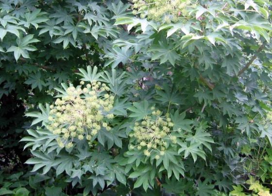  p>刺楸(学名: i>kalopanax septemlobus  /i>(thunb.) koidz.