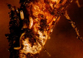 该虫在四川为害桑树.幼虫咬食甜