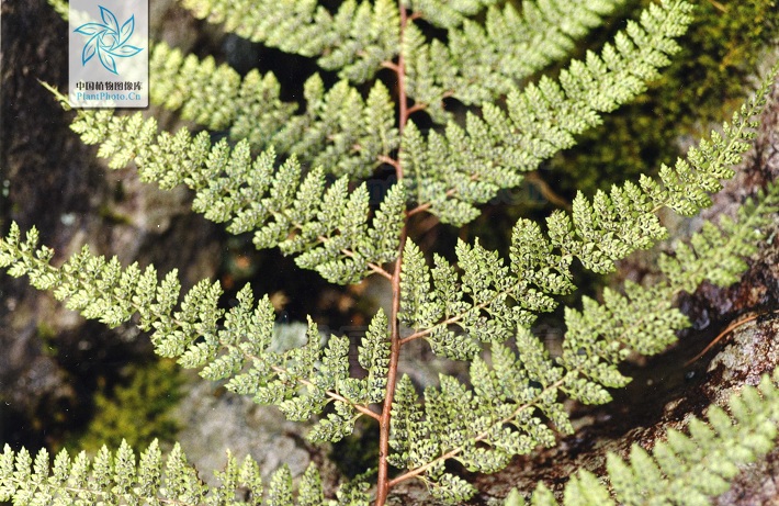 ="#">蹄盖蕨科 /a> a href="#">蹄盖蕨属 /a>下的一个种,簇生鳞片叶