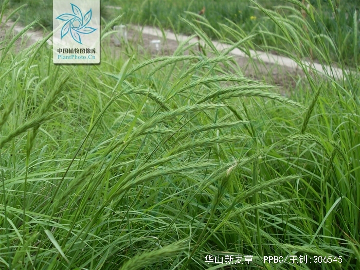 psathyrostachys huashanica keng