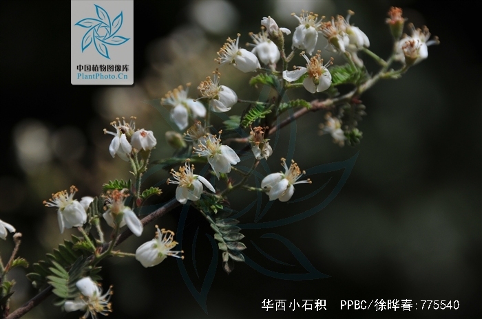 华西小石积