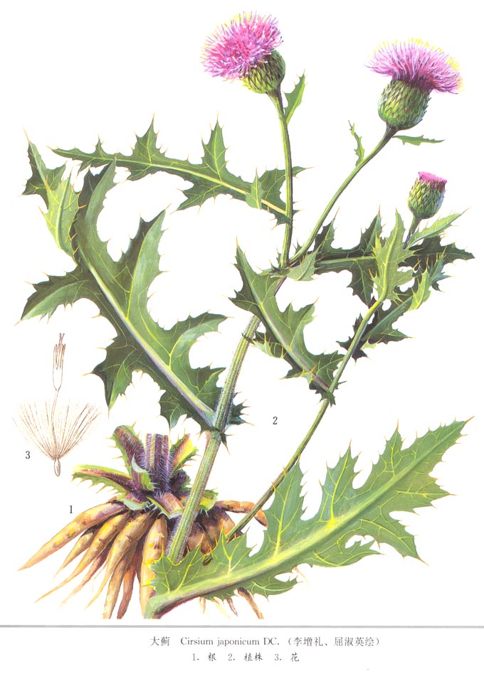  p>槟榔(学名: i>areca catechu /i> l.